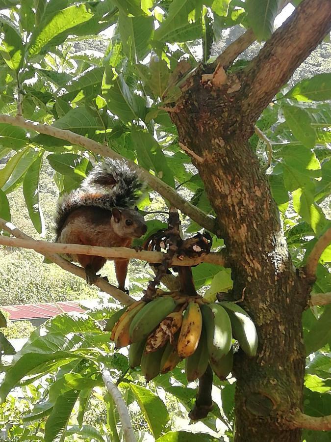 La Guayaba Монте-Верде Экстерьер фото